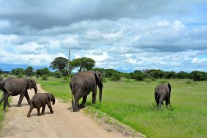 Kidepo Safari cost luxury