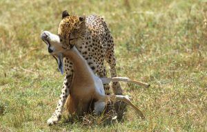 Serengeti and Uganda Safari 