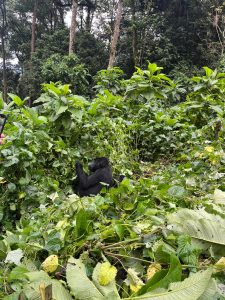 Gorilla Trekking and Wildebeest Migration Safari