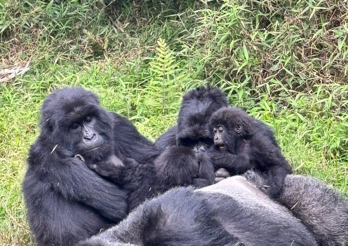3 Days Gorilla Habituation Tour from Kigali: Uganda Safari – Private safari journey