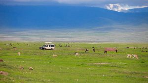 Wildebeests and gorillas