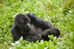 Entebbe or Kigali Gorilla Trekking