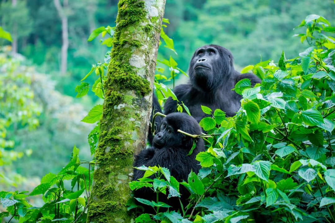 What Is the Difference Between Gorilla Habituation and Gorilla Trekking? – Gorilla Uganda journal