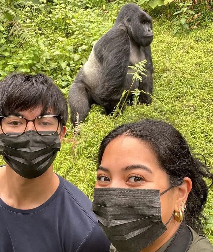 How Much Does a Gorilla Habituation Permit Cost in Uganda? – Gorilla Uganda journal