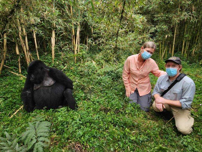 How many hours do you spend with gorillas during habituation?