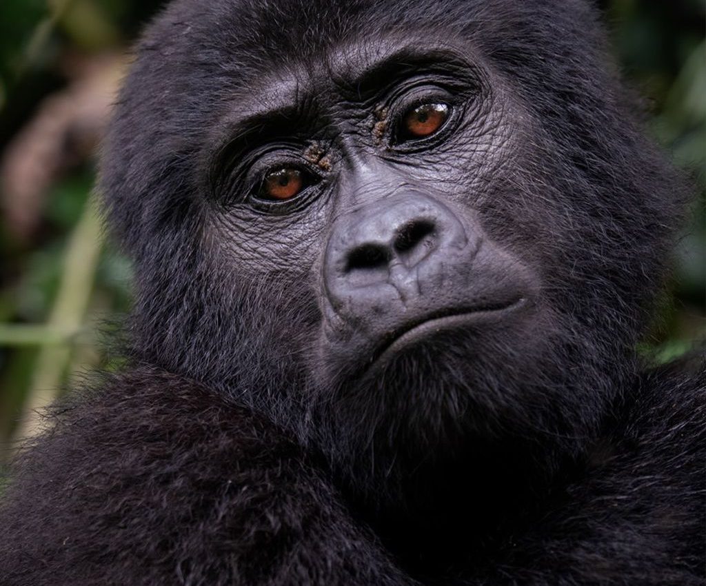 How Far in Advance Should I Book Gorilla Habituation? – Gorilla Uganda journal