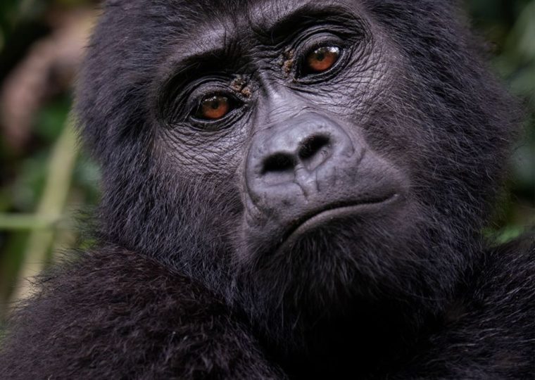 How Far in Advance Should I Book Gorilla Habituation? – Gorilla Uganda journal