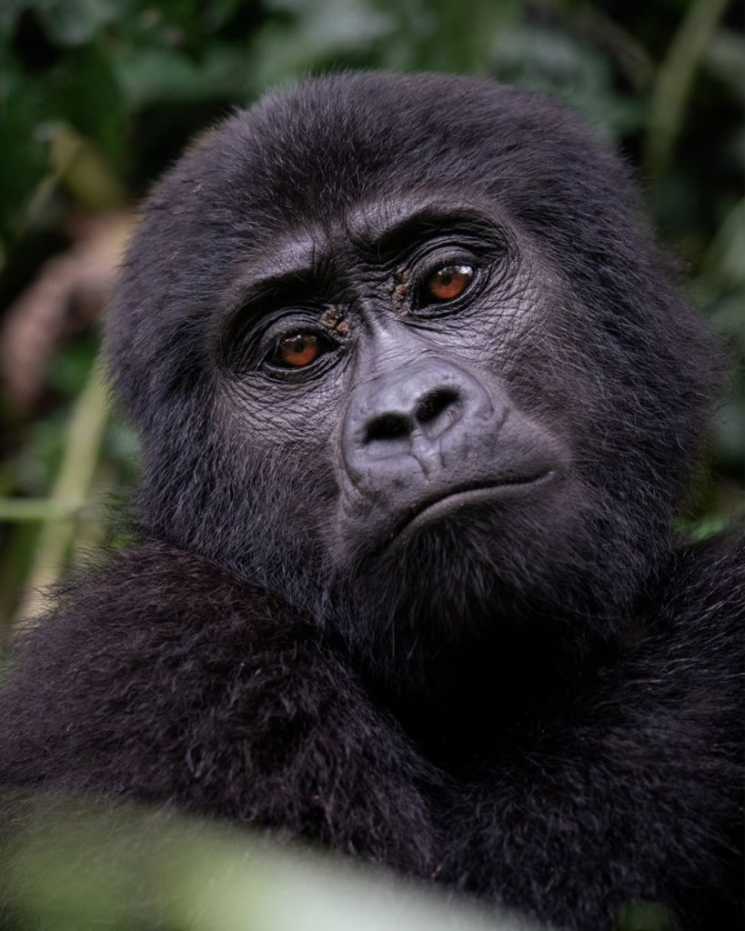 Mountain gorilla in Bwindi during Gorilla Habituation in Uganda: How Far in Advance Should I Book Gorilla Habituation?