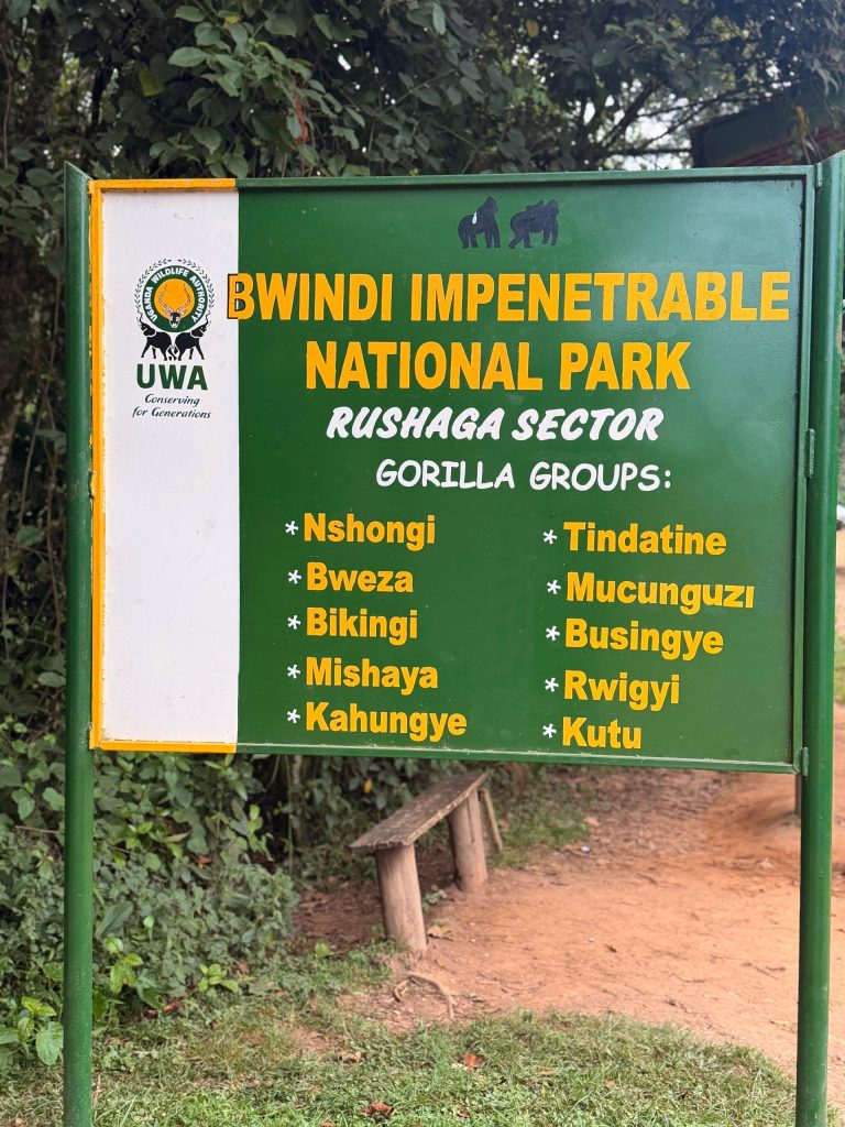 Rushaga sector of Bwindi Impenetrable National Park: discover gorilla trekking, Gorilla Habituation, access, permits, accommodation and safari options
