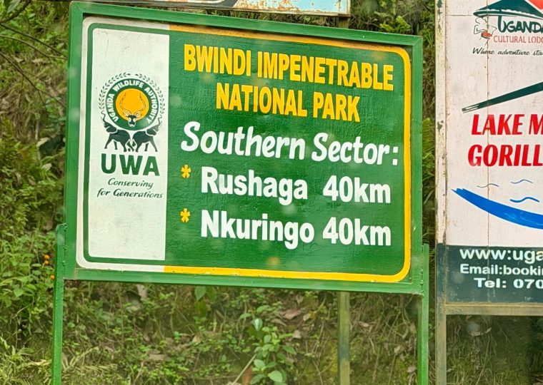 What Makes Rushaga Different from Buhoma, Ruhija, and Nkuringo? – Gorilla Uganda journal