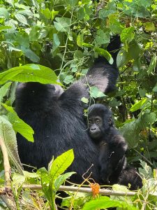 7 Days Rwanda Gorilla Trekking and Uganda Gorilla Habituation