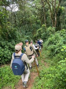 Entebbe or Kigali gorilla safari