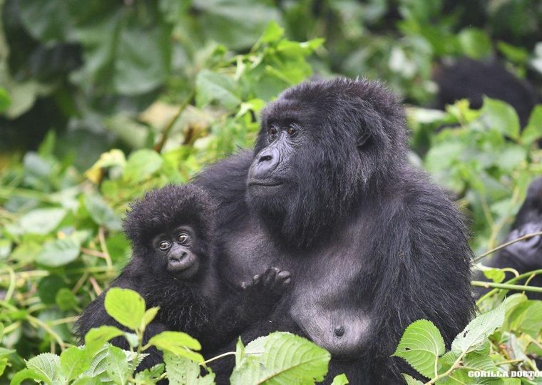Is Gorilla Habituation Harder Than Normal Gorilla Trekking? – Gorilla Uganda journal