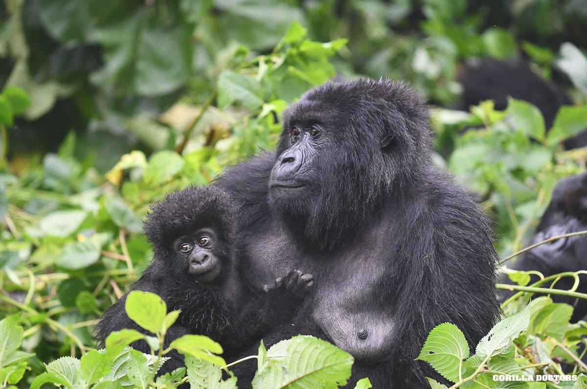 Is Gorilla Habituation Harder Than Normal Gorilla Trekking? – Gorilla Uganda journal